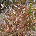 Fraxinus angustifolia 'Raywood' feuille automne